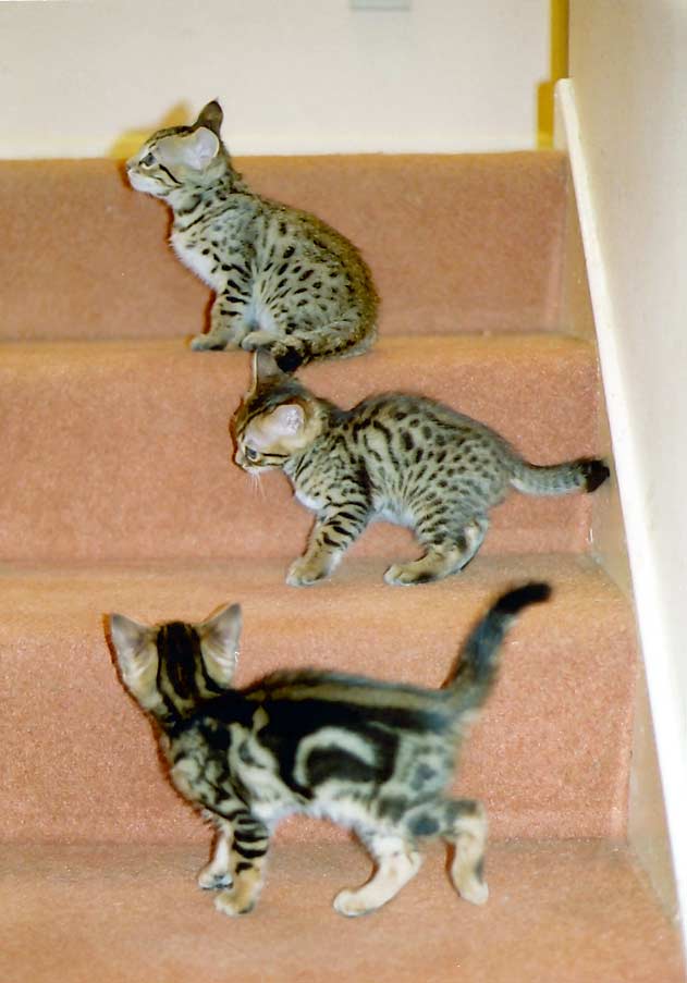 All 3 kittens on the stairs at seven weeks old