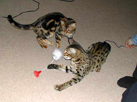 Taz and Tinca playing with a toy, c. 6 months old