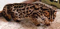 Asian Leopard Cat - Baloo 2nd view