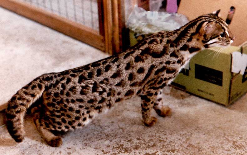 leopard cat pictures