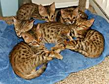 A previous litter of kittens from Tessa, lying on a bathtowel