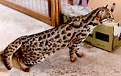 Asian Leopard Cat - Baloo