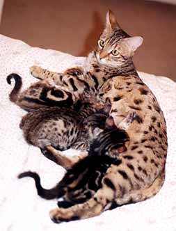 Inca suckling her three kittens at six weeks