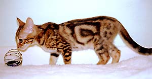 Example of marble coat pattern : Shannon at 13 weeks old