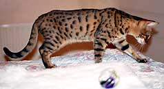 Jasmine, a leopard-spotted Bengal at 8 months. She resembles her father Titan more than Tessa, her mother
